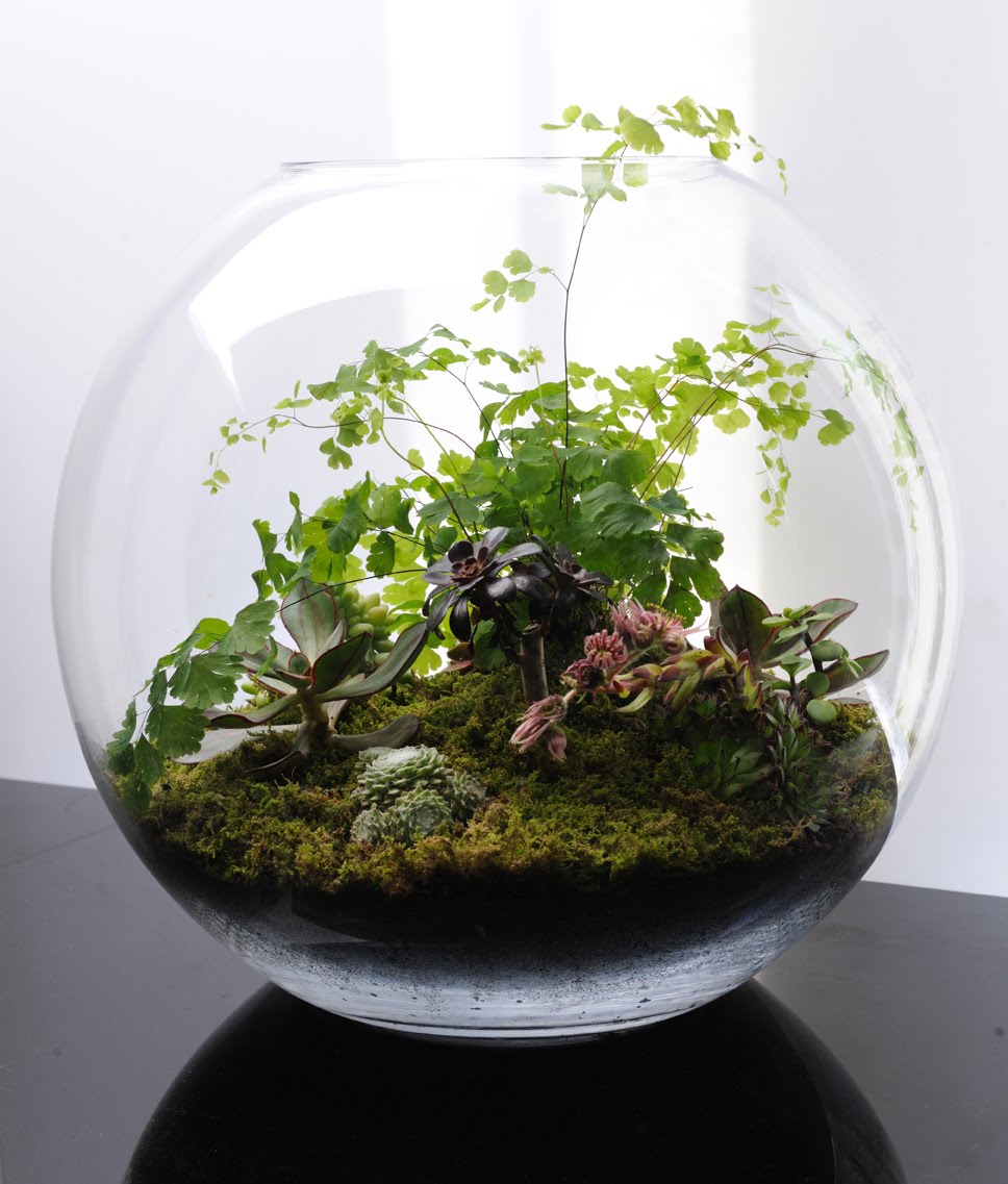 Terrariums  fish bowl gardening What s on Jimmy B s mind